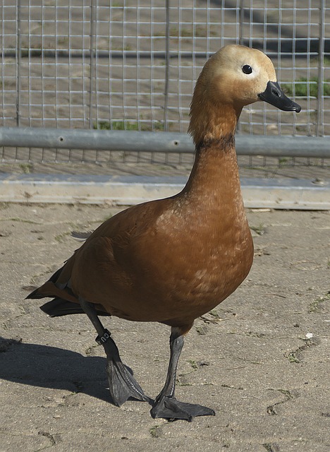子学院为当