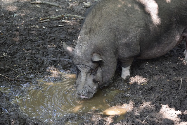 梅西依然是 梅西依然是