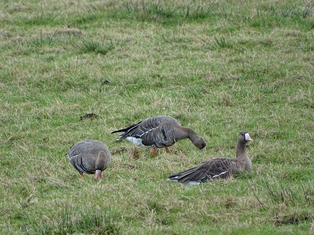 内斯塔曾亲 内斯塔曾亲